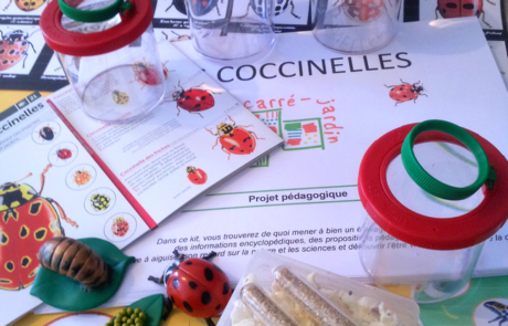 coccinelles