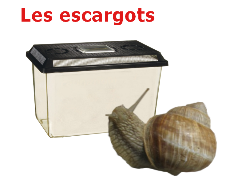 Escargot boîte à formes - bleu - Fabricant européen