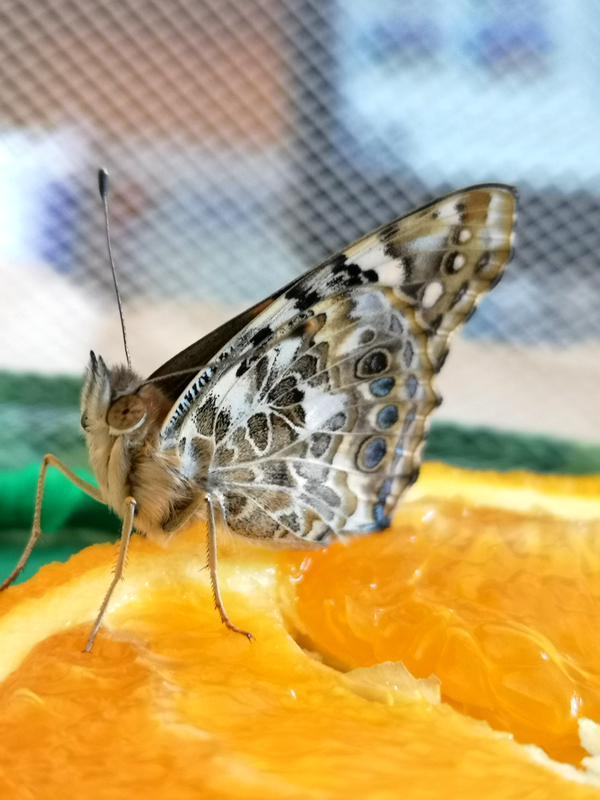 Tuteur papillon jaune 29x31x116cm - legens jardins d'hiver