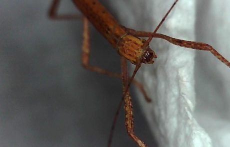 phasme à la camera électronique