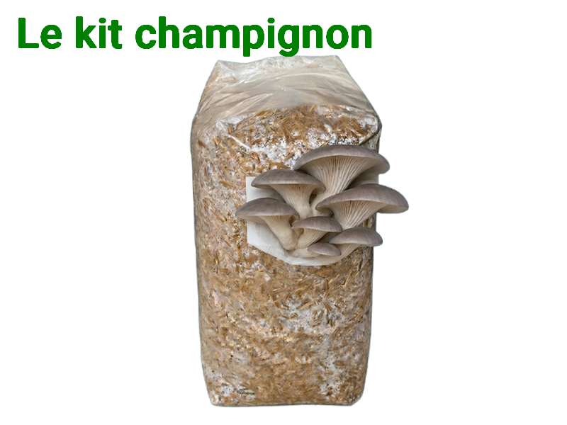 Kit champignons scolaire tous cycles CARRE JARDIN