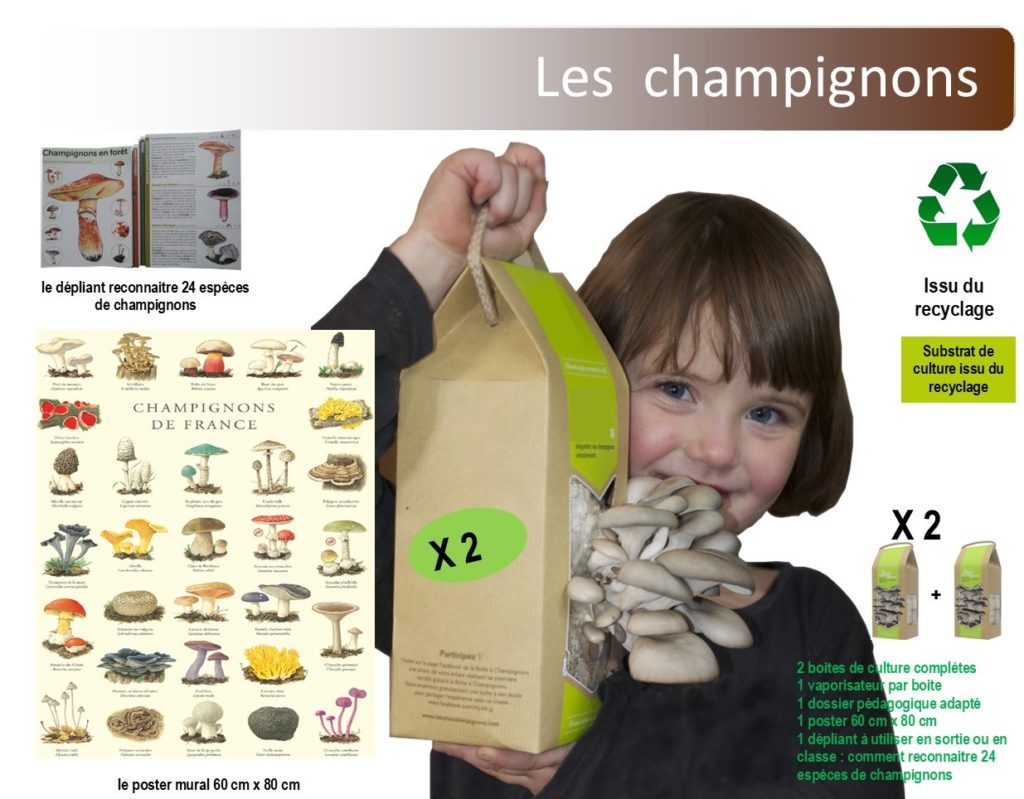 Boîte à Champignons à faire soi-même – Gris (2 pers)