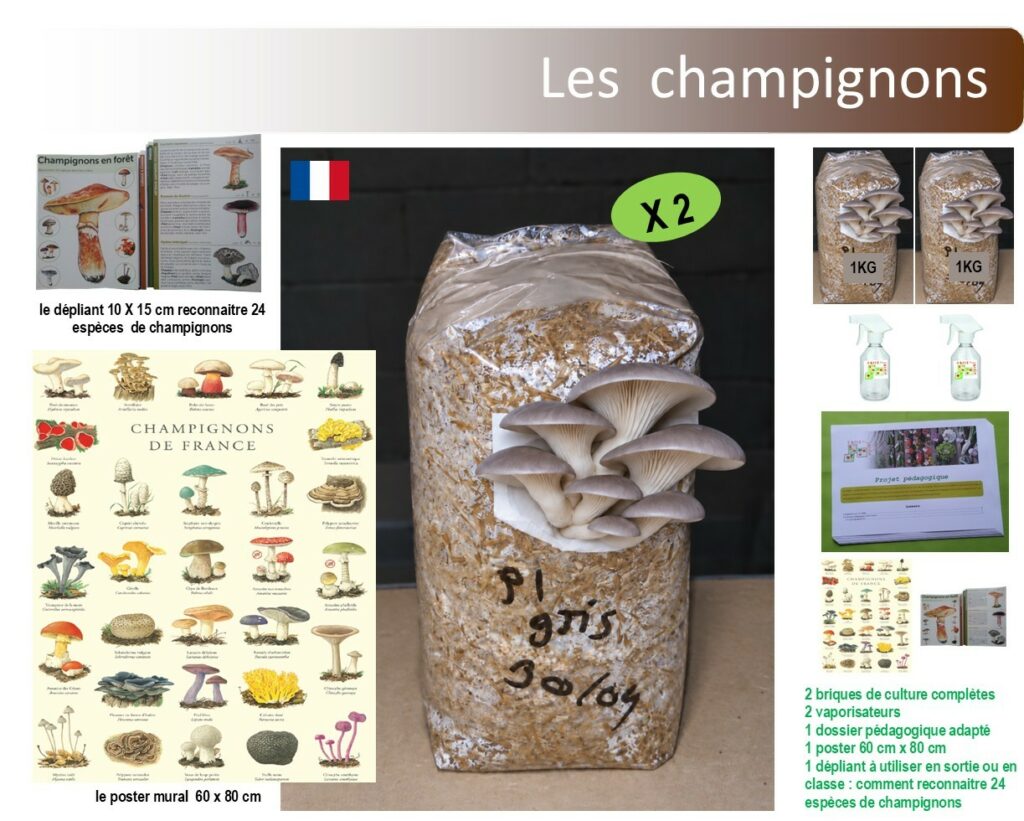 Kit champignon pour les écoles, projet chamignon scolaire