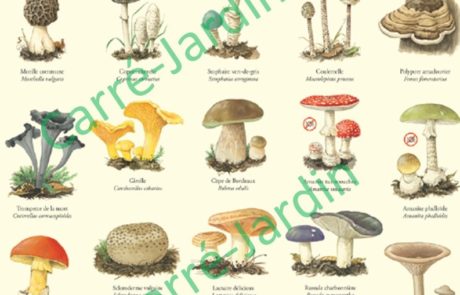 Poster champignons